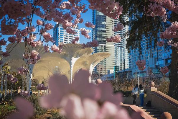 Spring Blooms in Bellevue Downtown Park
