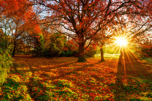 Fall