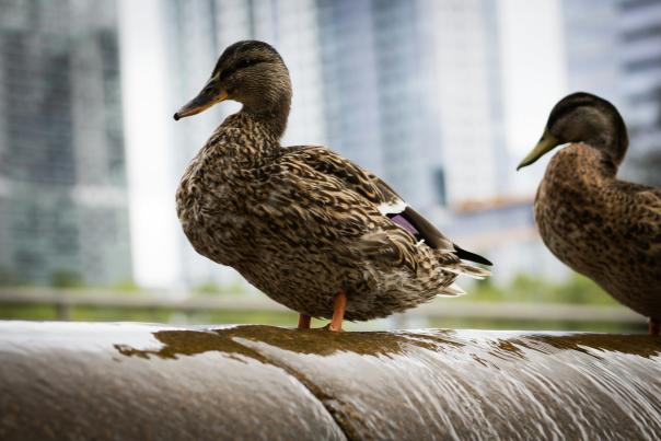Bellevue Downtown Park Ducks