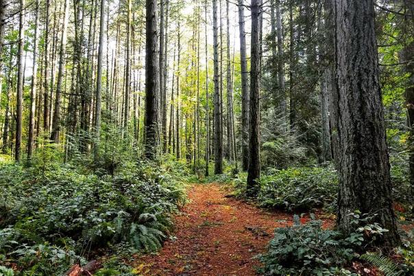 Bridle Trails State Park