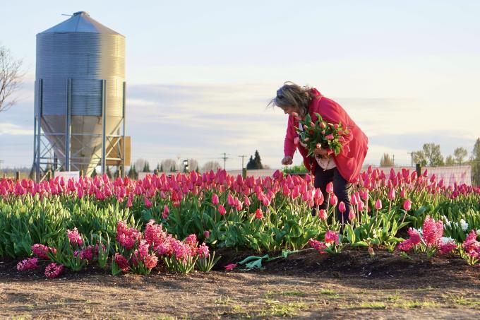 Tulip Valley Farms U-Pick at Skagit Tulip Festival