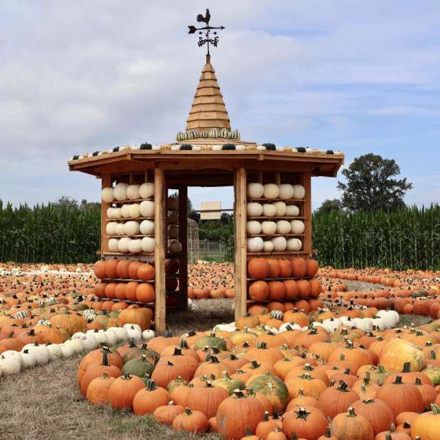 Swans Trail Farm Pumpkin Patch
