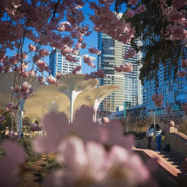 Spring Blooms in Bellevue Downtown Park
