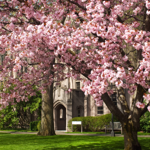 Cherry Blossoms at the University of Washington
