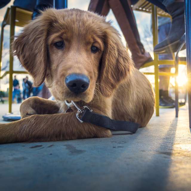 Pet Friendly