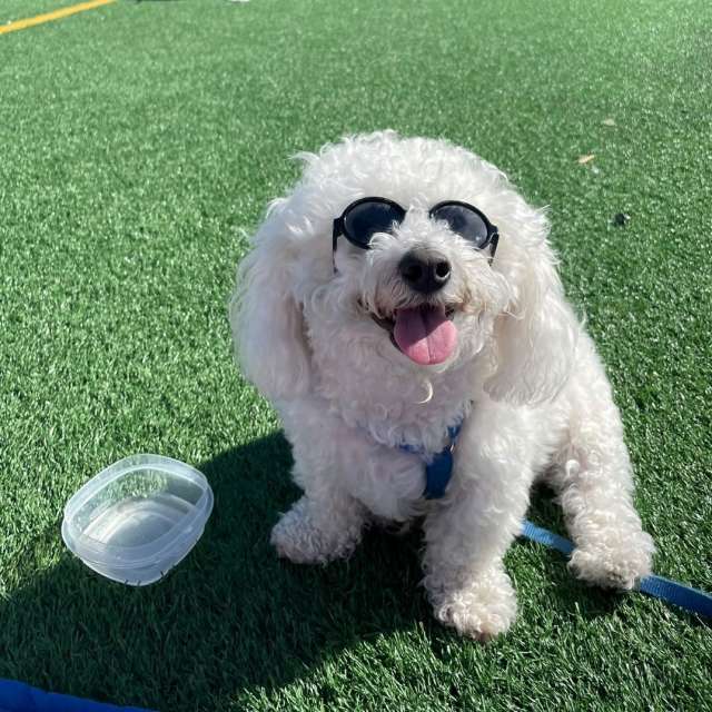 Tofu the Bichon