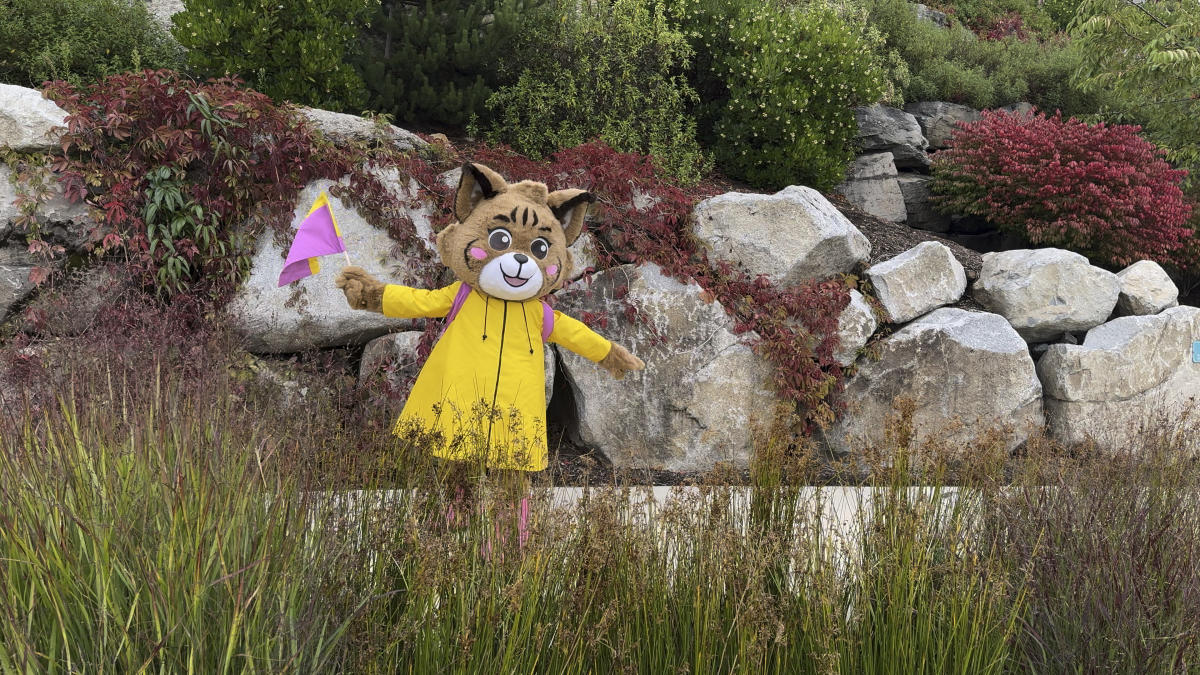 Belle The Bobcat