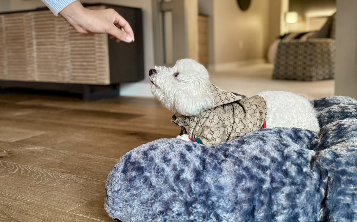 Bellevue Club Hotel Pet Friendly