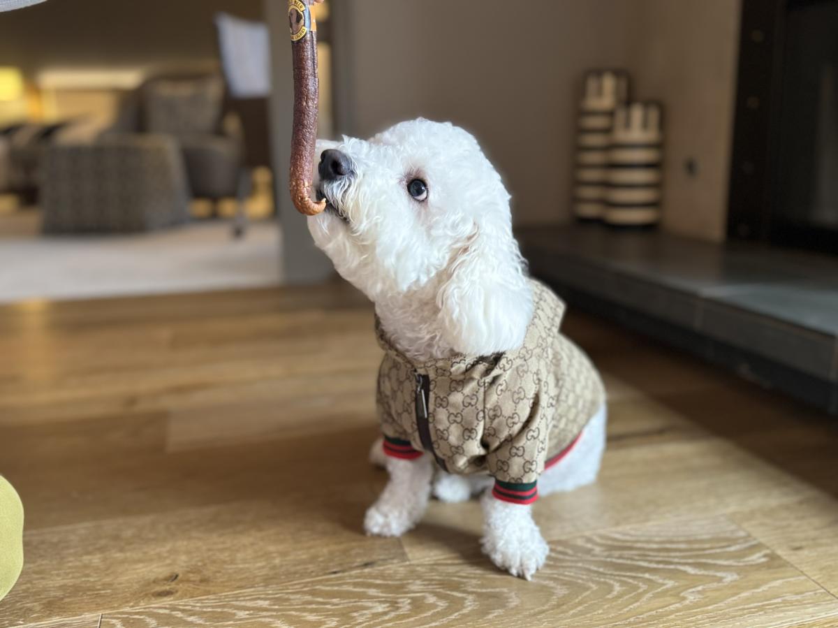 Bellevue Club Hotel Pet Friendly