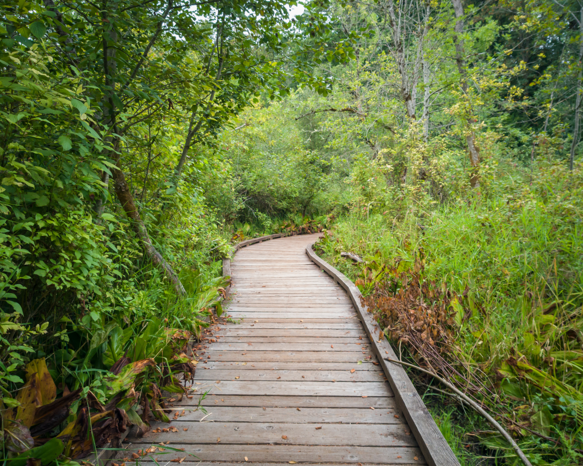 Mercer Slough trails