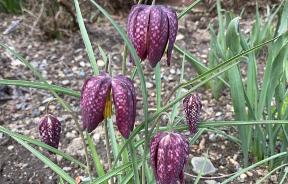 Drop-In Family Activities: Earth Day Inspiration