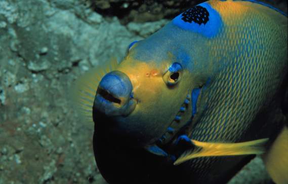New England Aquarium