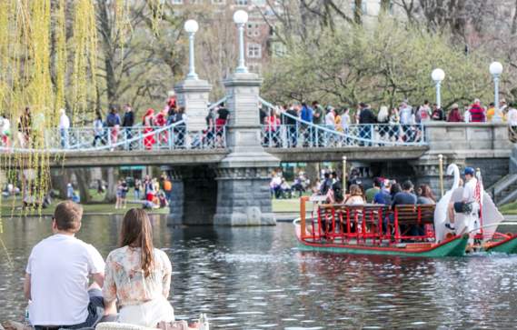 Swan Boats in the Public Garden