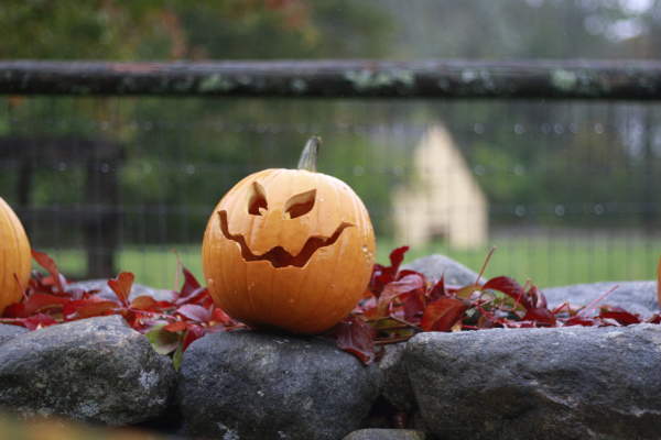 Creepy Crawly Creations: Mini Festival