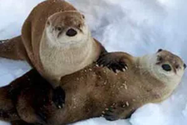 Martin Luther King Jr. Day at Franklin Park Zoo