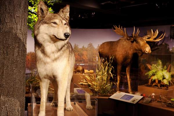 Harvard Museum of Natural History