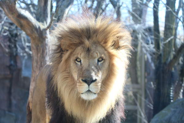 Franklin Park Zoo