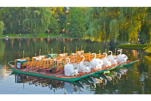 Swan Boats