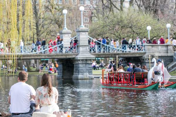 Swan Boats in the Public Garden