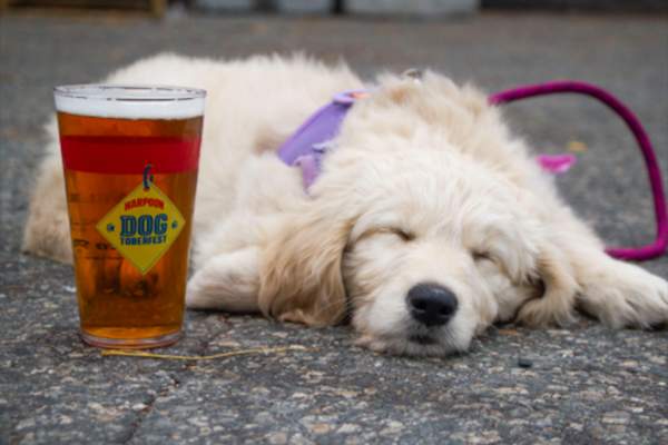 Harpoon Dogtoberfest