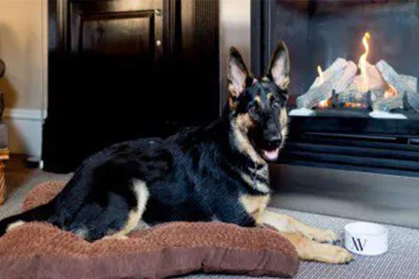 Dazzle Your Dog