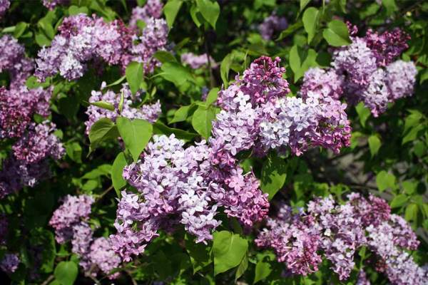 Lilac Sunday