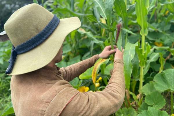 More Precious Than Silver: A Tour of Plymouth Colony’s Cornfield