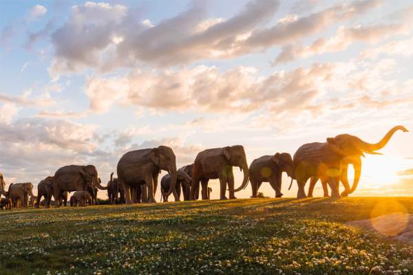 The Great Elephant Migration Sculptures