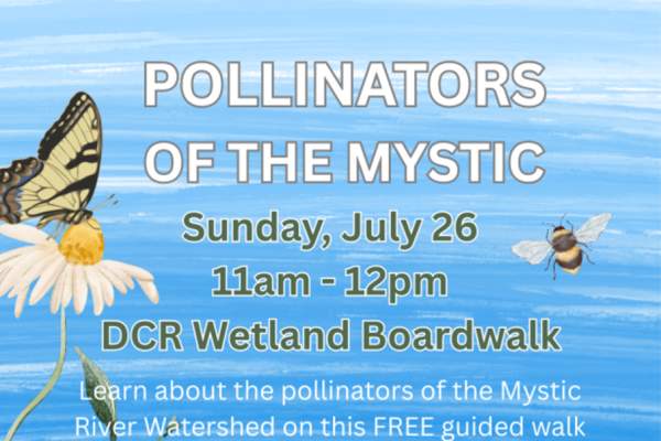 Pollinators of the Mystic