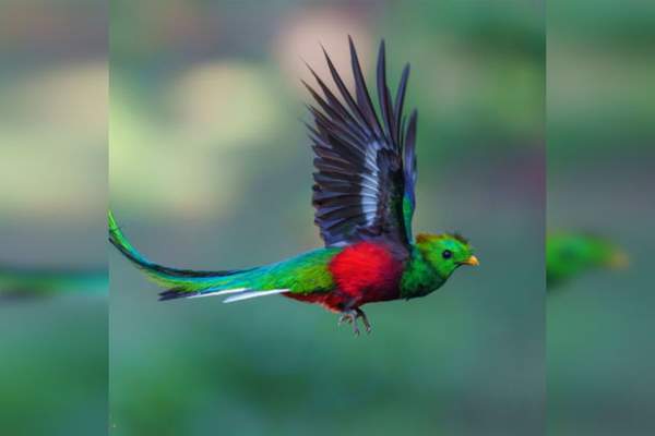 ECOC Lecture: The Resplendent Quetzal