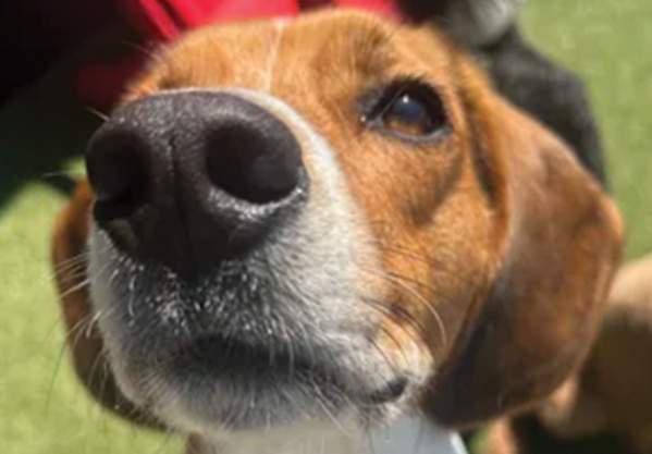 Dogs With Food Names Meet Up