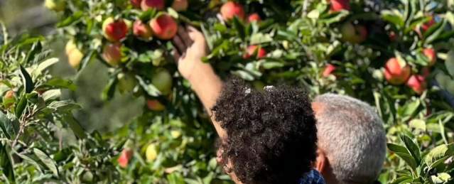 Young child picking apples with grandparent