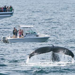 Massachusetts Whale Trail