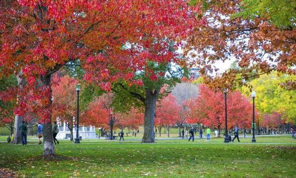 Boston Common Foliage