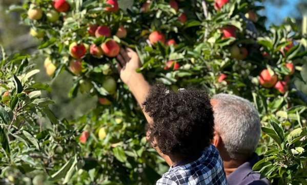 Young child picking apples with grandparent