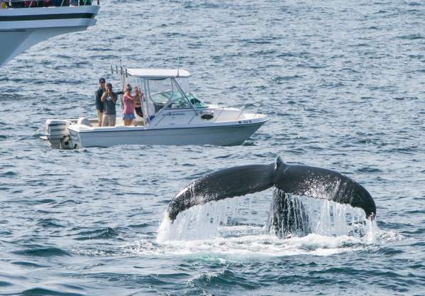 Massachusetts Whale Trail