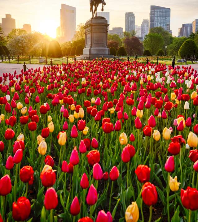 Tulips abloom in front of the Public Garden's Washington Statue