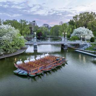 Swan Boats in the Public Garden