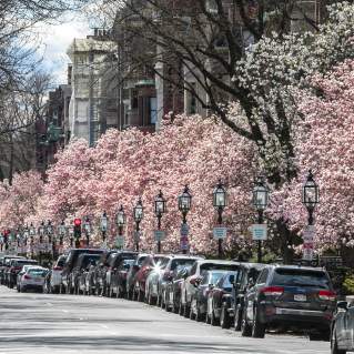 Spring Blooms - Commonwealth Ave