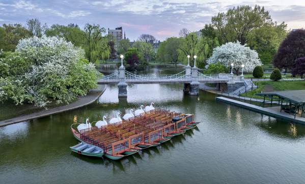 Swan Boats in the Public Garden