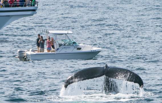 Whale Watching Near Boston