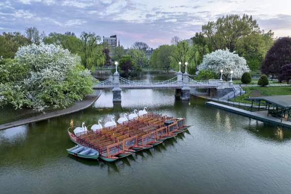 Swan Boats in the Public Garden