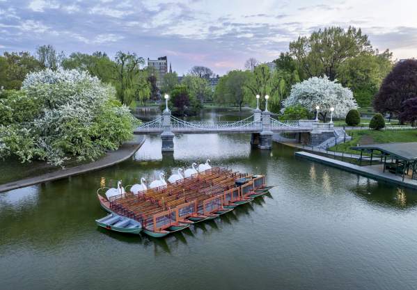 Swan Boats in the Public Garden