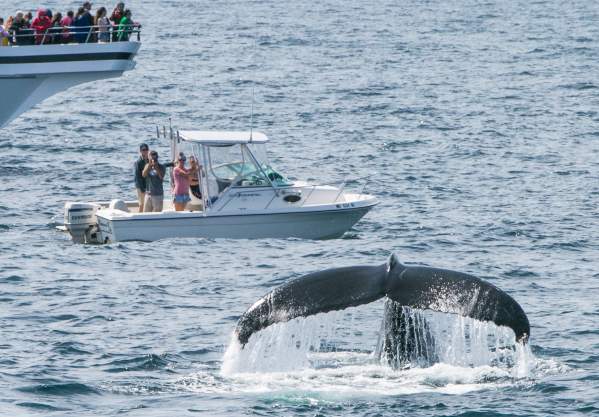 Whale Watching Near Boston