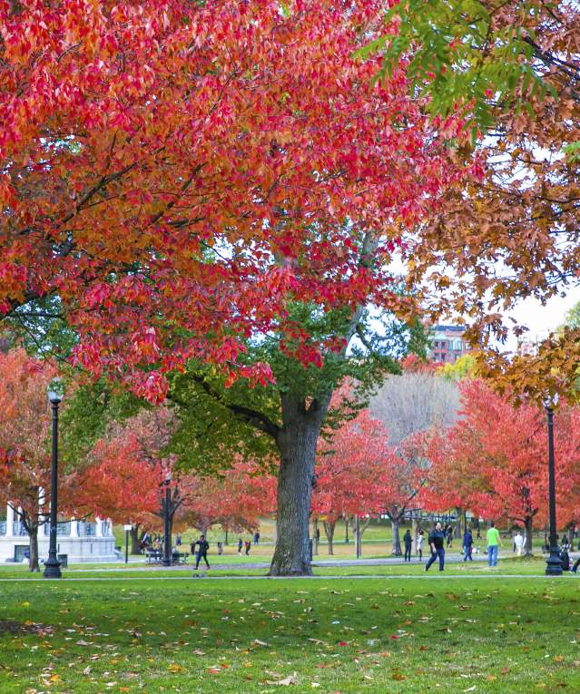 Boston Common Foliage