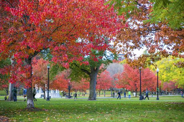 Boston Common Foliage