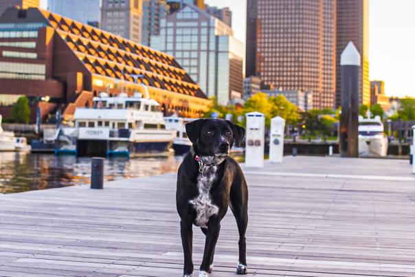 Dog standing on boardwalk with Boston skyline in background