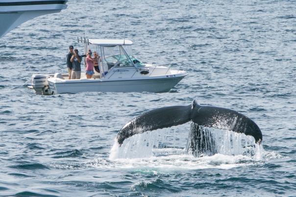 Massachusetts Whale Trail