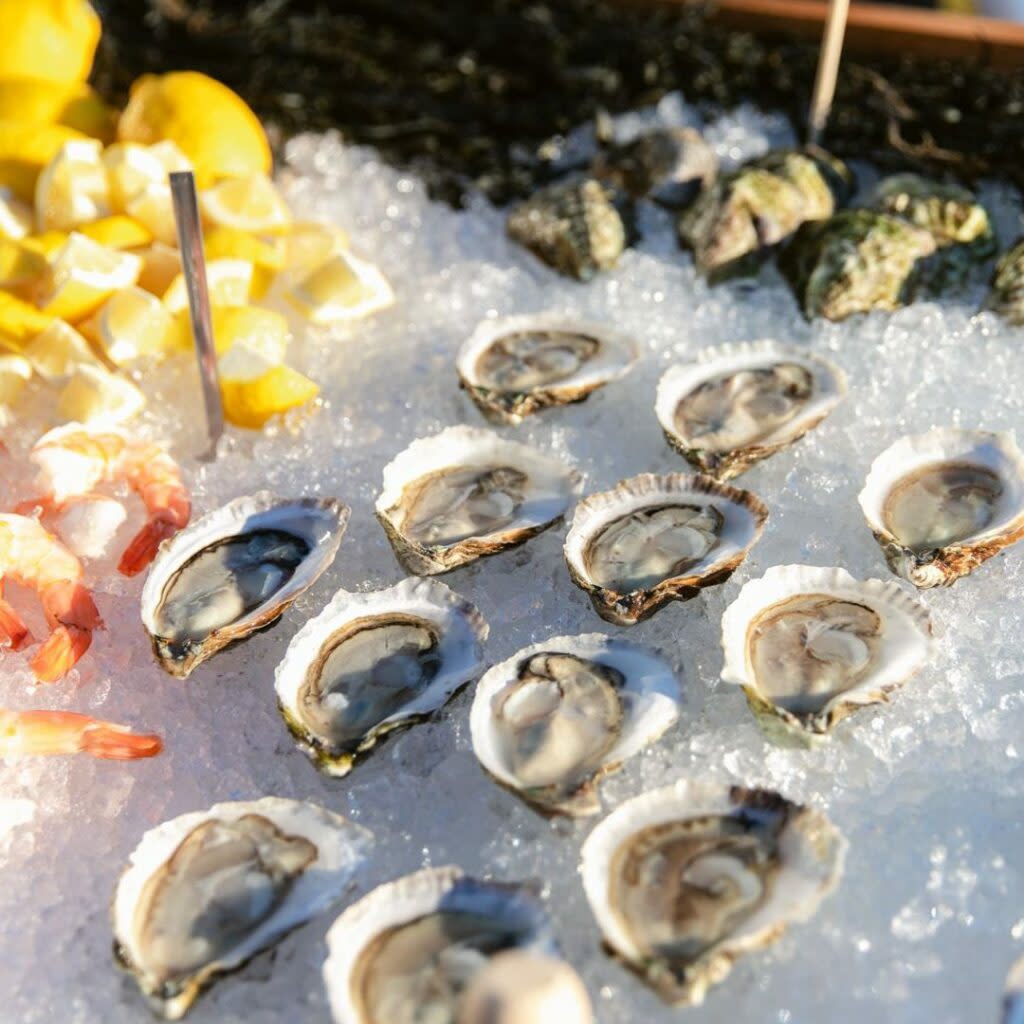 Oysters