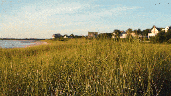 Travelers exploring Cape Cod